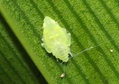 Kallitaxila granulata