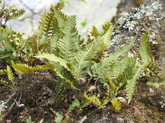 Polypodioideae