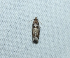 Epinotia