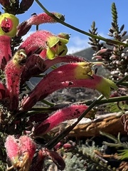 Erica densifolia
