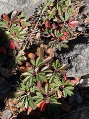 Sibbaldiopsis tridentata