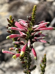 Erica densifolia