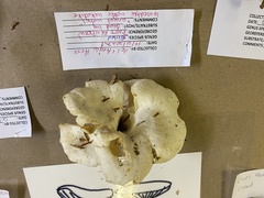 Pleurocybella porrigens