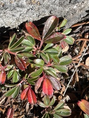 Sibbaldiopsis tridentata