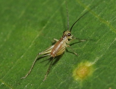 Nanixipha nahoa