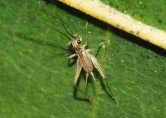 Nanixipha nahoa