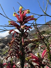 Erica densifolia