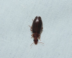 Plochionus timidus