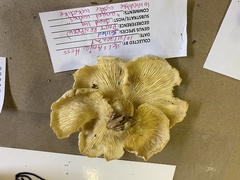 Pleurocybella porrigens