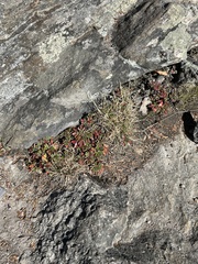 Sibbaldiopsis tridentata