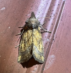 Papaipema impecuniosa