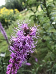 Liatris pycnostachya