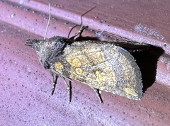 Papaipema impecuniosa