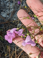 Agalinis setacea