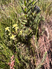 Struthiola tomentosa