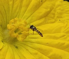 Ischiodon scutellaris