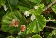 Begonia hirtella