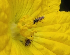 Ischiodon scutellaris