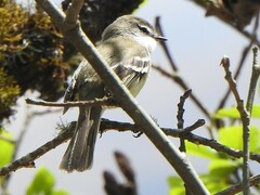 Mecocerculus leucophrys