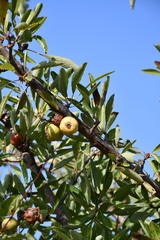 Pyrus spinosa