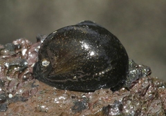 Neripteron cariosum