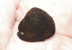Neripteron cariosum