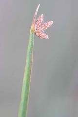 Schoenoplectus pungens