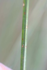 Schoenoplectus pungens