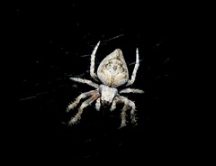Eustala anastera