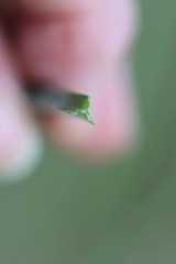 Schoenoplectus pungens