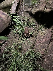 Sclerophrys capensis