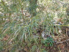 Podocarpus parlatorei