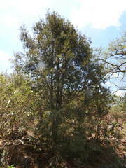 Podocarpus parlatorei