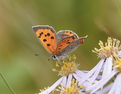 Lycaena phlaeas daimio