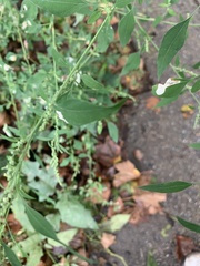 Chenopodium album