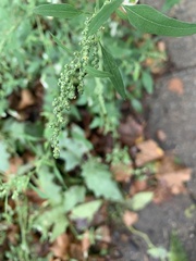 Chenopodium album