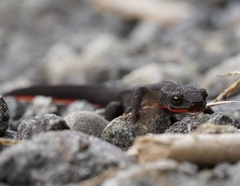 Cynops pyrrhogaster