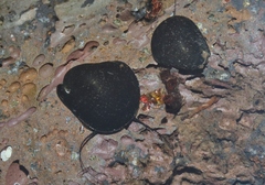 Neripteron cariosum
