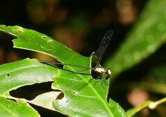 Austroargiolestes aureus