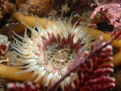 Anthopleura artemisia
