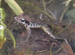 Rana ornativentris
