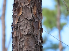 Pinus elliottii densa