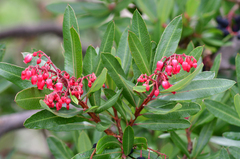 Comarostaphylis glaucescens