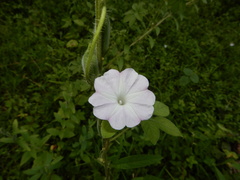 Ipomoea pes-tigridis
