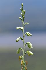 Prochnyanthes mexicana