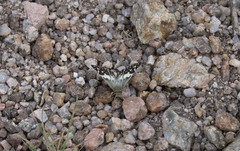 Heliopetes domicella