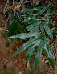 Taenitis pinnata