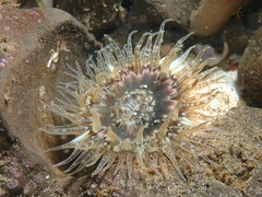 Anthopleura artemisia