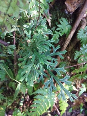 Selaginella doederleinii