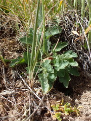 Papaver croceum